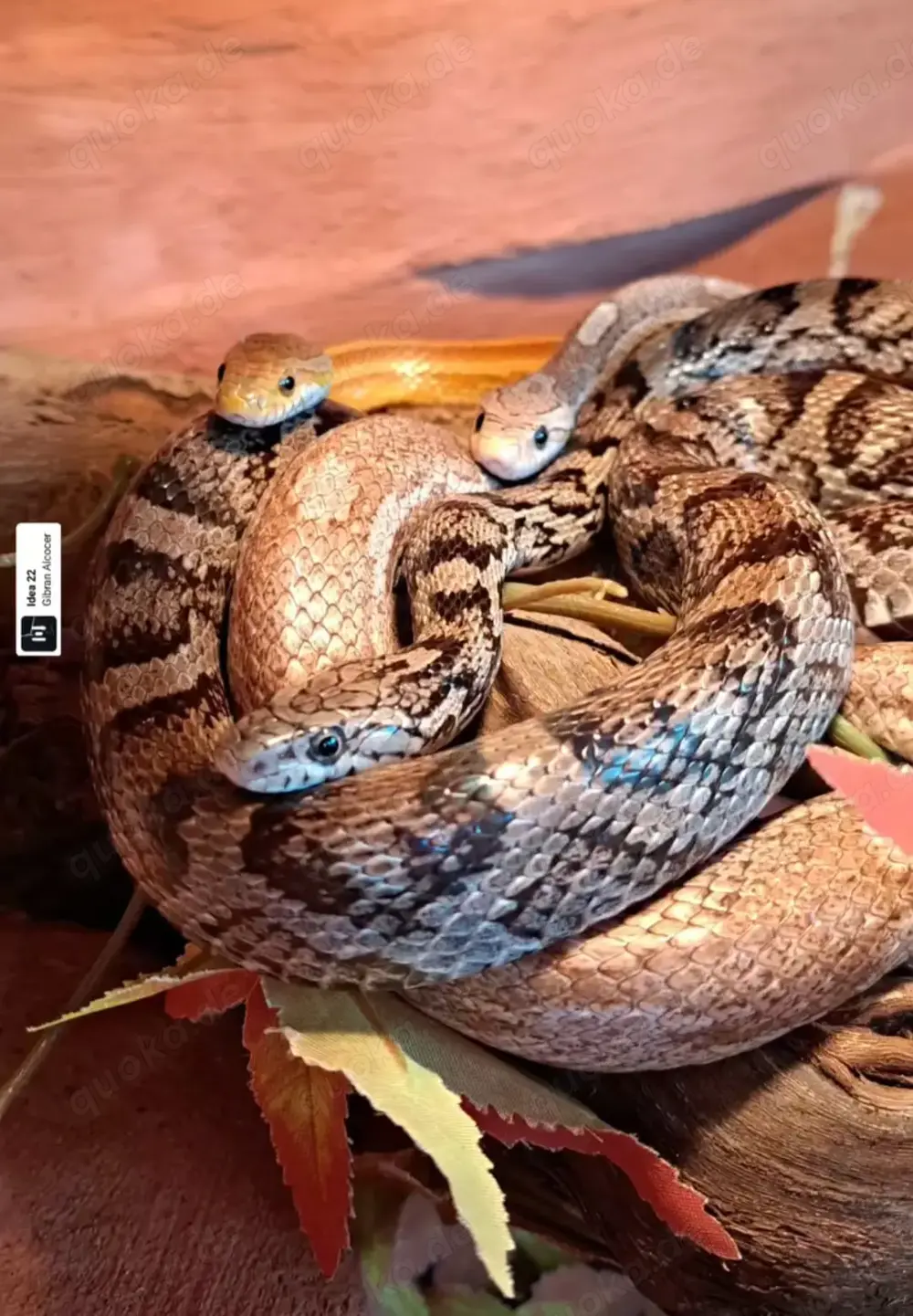 Kornnattern mit Terrarium und Zubehör 