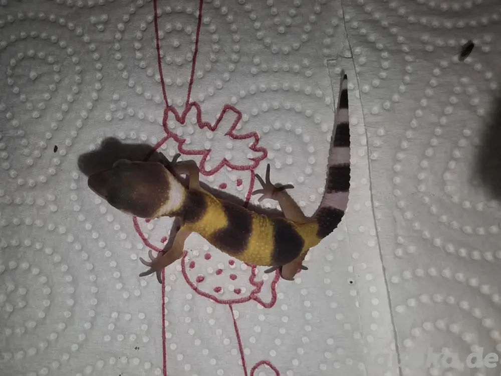 0.1 Leopardgecko NZ 0.1 Leopardgecko NZ
