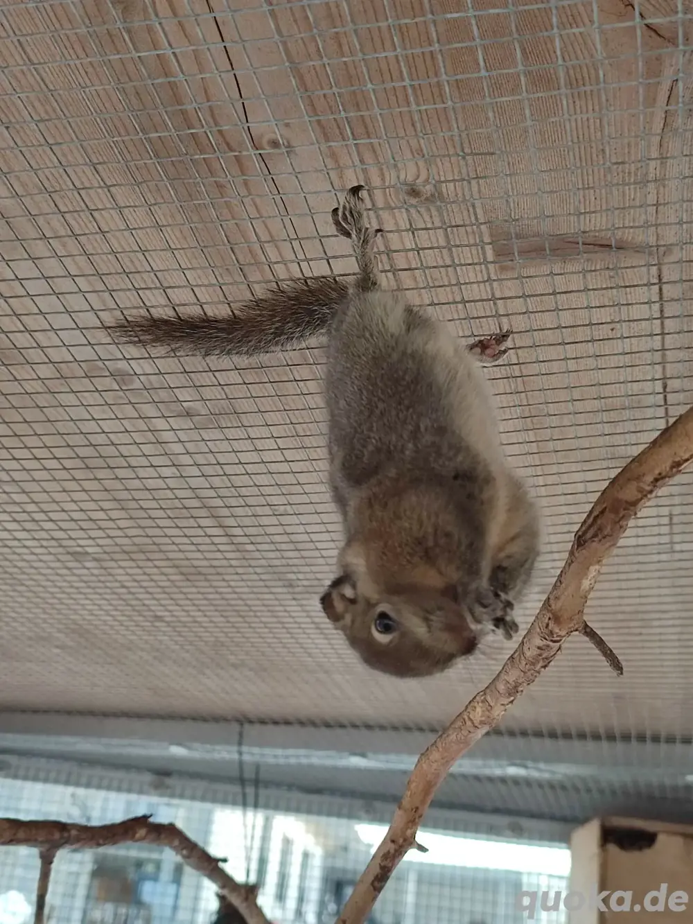 Streifenhörnchen, Chinesische Baumstreifenhörnchen, Hörnchen 