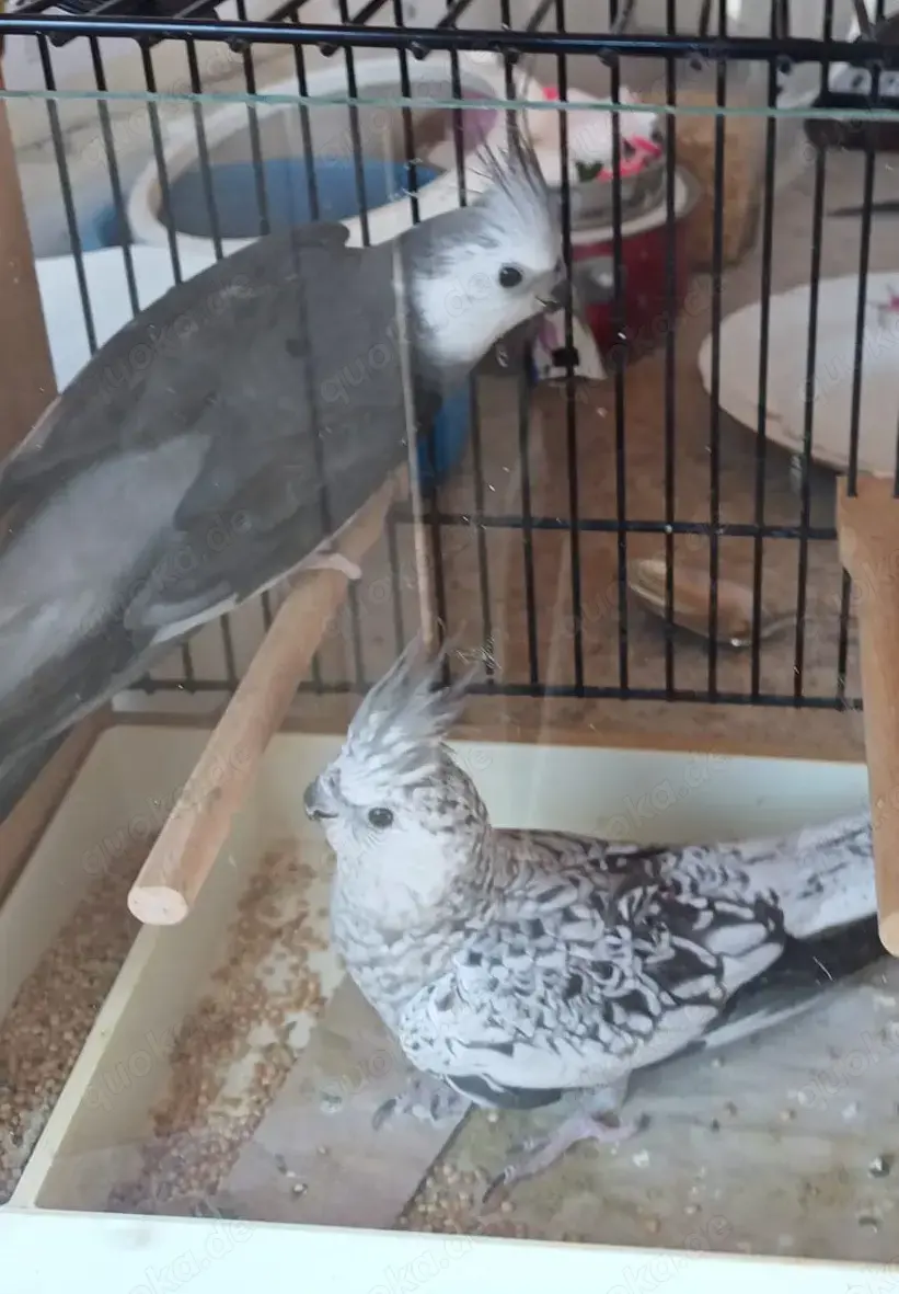 Zu Verkaufen: Nymphensittiche als Zuchtpaar 120  das PAAR