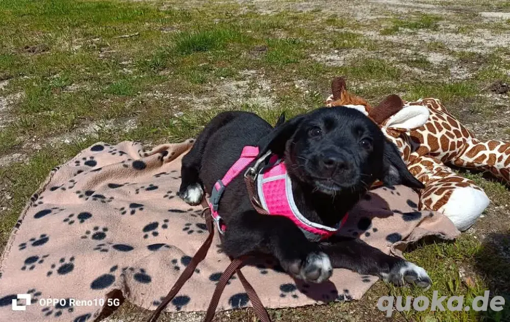 LETTY    kleine Heldin sucht ihr Glück