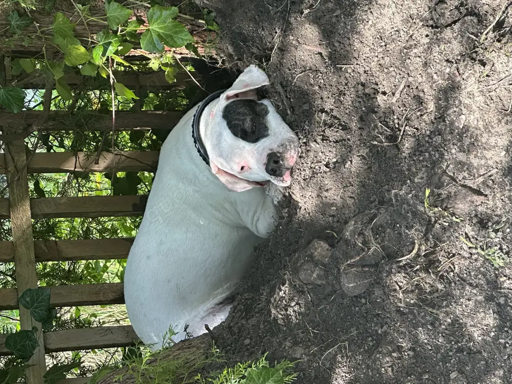 Dogo Argentino Dame abzugeben Dogo Argentino Dame abzugeben