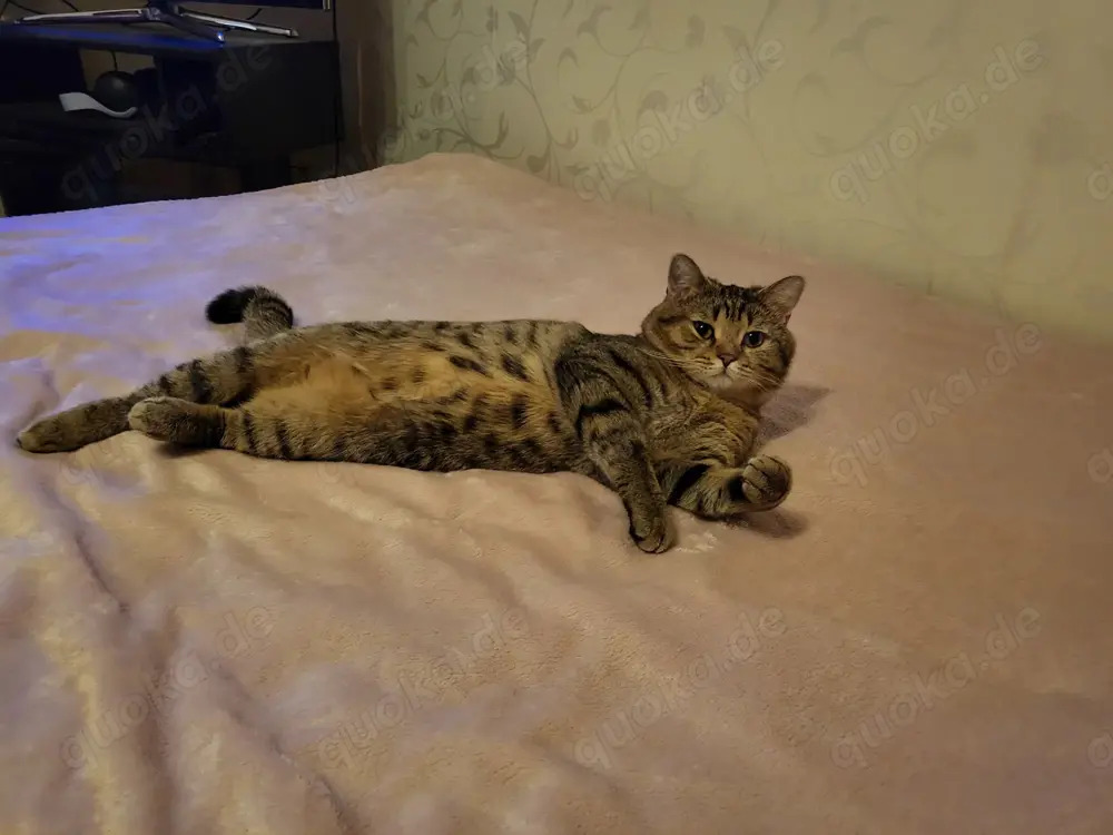  BKH Deckkater mit Erfahrung (kein Verkauf)