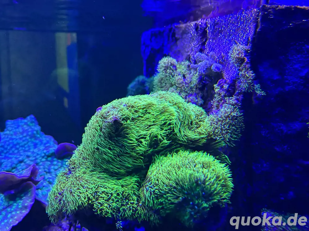 Grüne Röhrenkoralle Affenhaar Briareum Koralle Meerwasser Aquarium Grüne Röhrenkoralle Affenhaar Briareum Koralle Meerwasser Aquarium