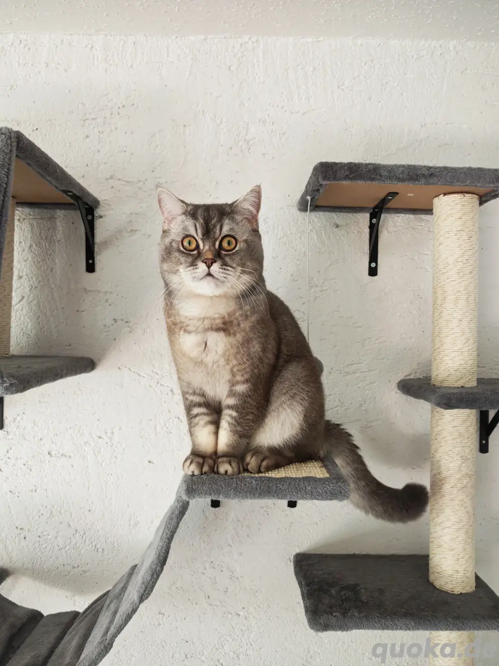 BKH Deckkater Apollo sucht Katzendame   Jung, verspielt & bereit für neue Abenteuer!