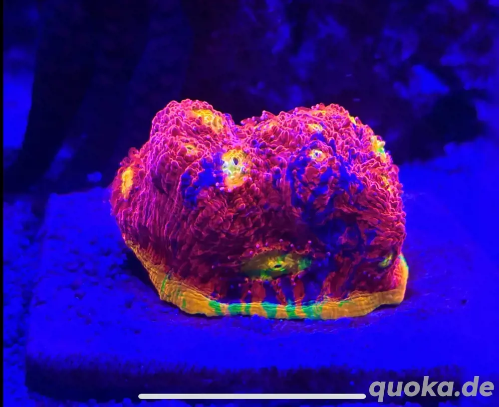 Chalice Flamming Bugatti 