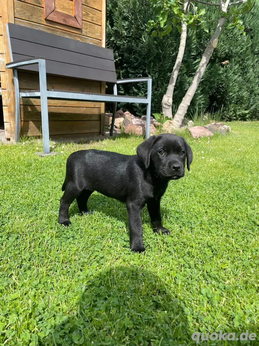 Labrador Welpen 8 Wochen alt, entwurmt, geimpft & gechippt abgabebereit! Labrador Welpen 8 Wochen alt, entwurmt, geimpft & gechippt abgabebereit!