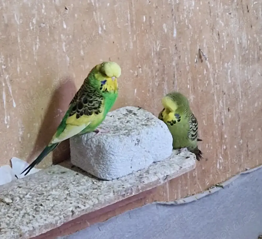 Standard Wellensittich 