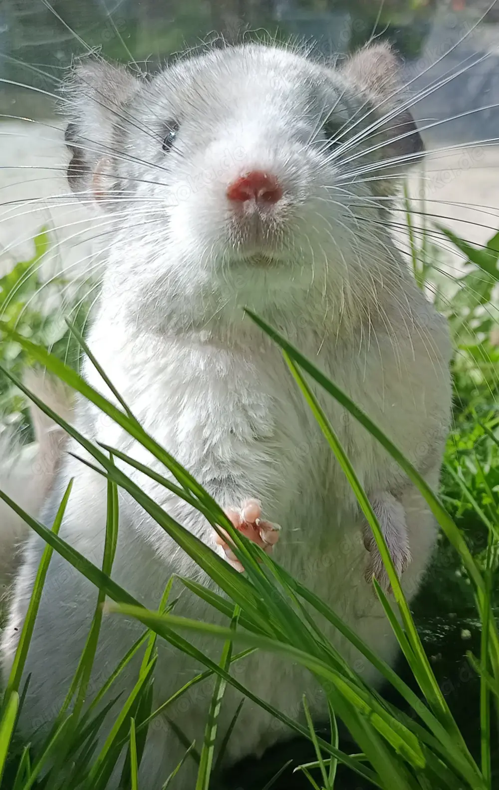 junge Chinchilla in verschiedenen Farben Jungtiere