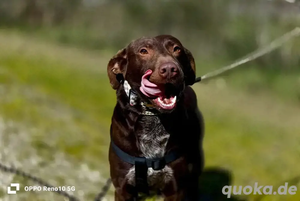 DEXTER     ein junger Abenteurer auf der Suche