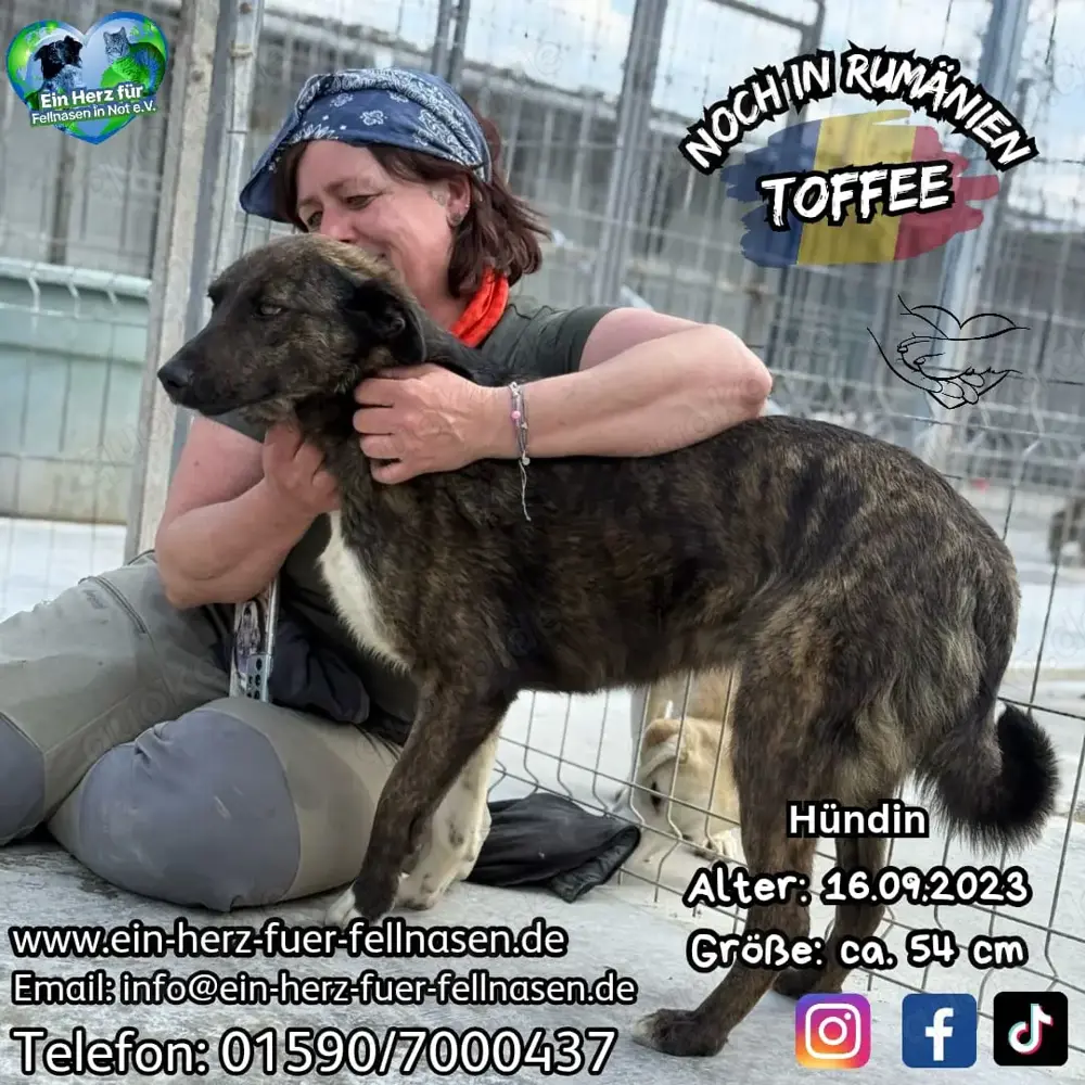 Süße Hundedame Toffee sucht Familie für immer