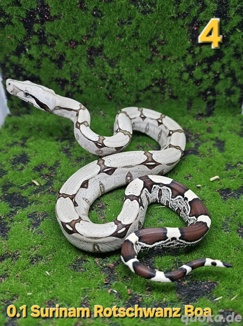 Surinam Rotschwanz Boa Surinam Rotschwanz Boa