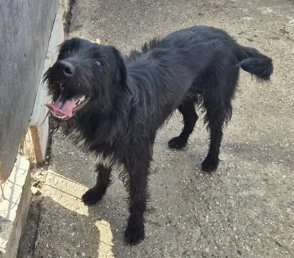 Bezaubernde Sadie stellt sich vor