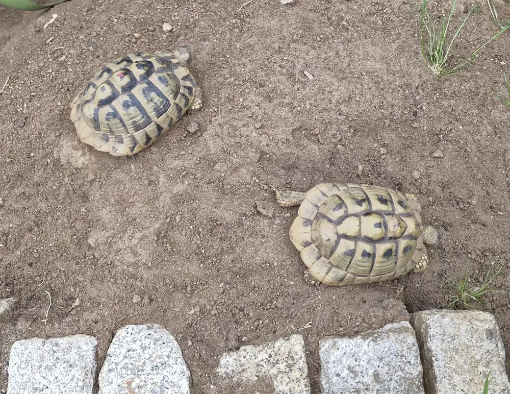 1 weibliche Griechische Landschildkröte