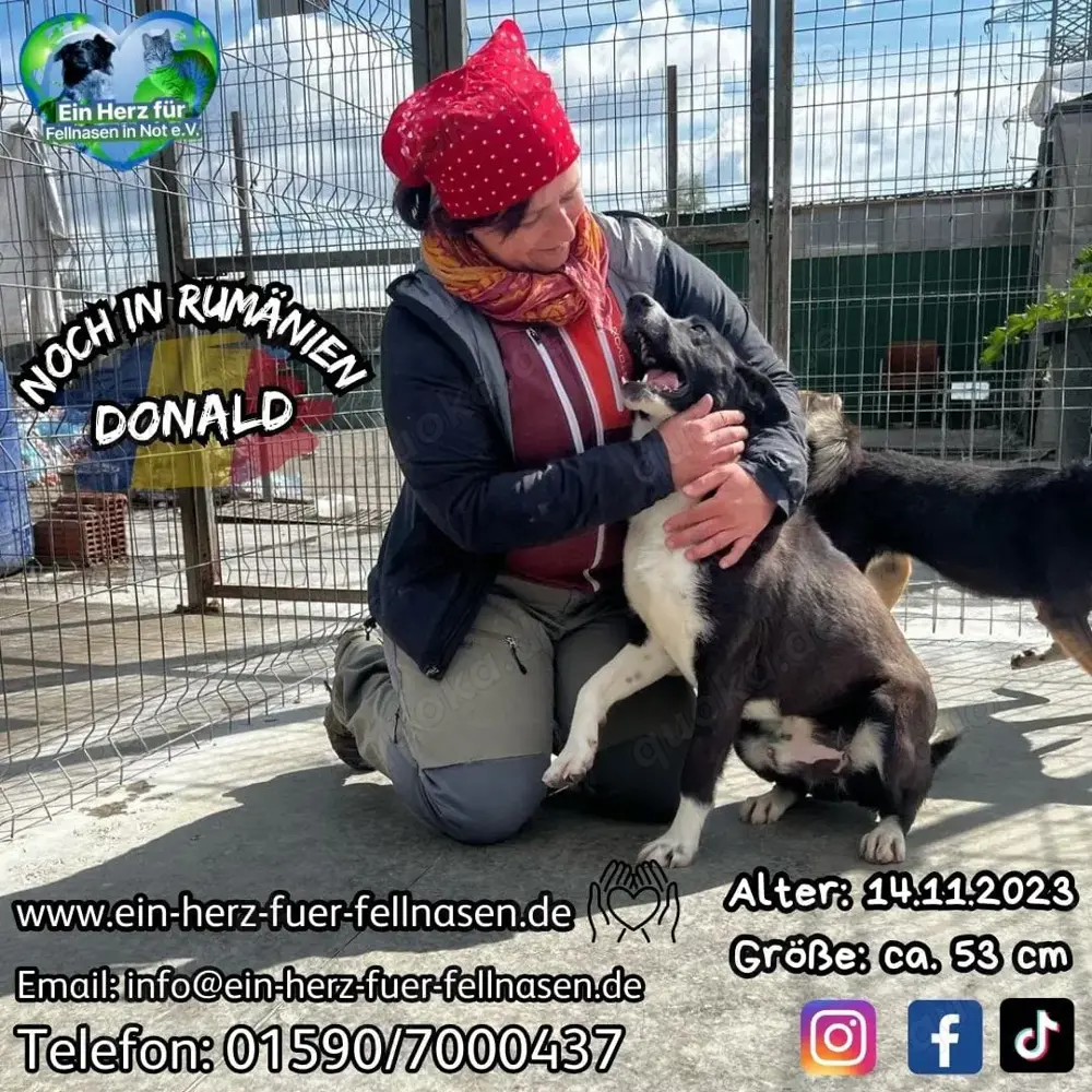 Donald ist ready für eine neues Zuhause