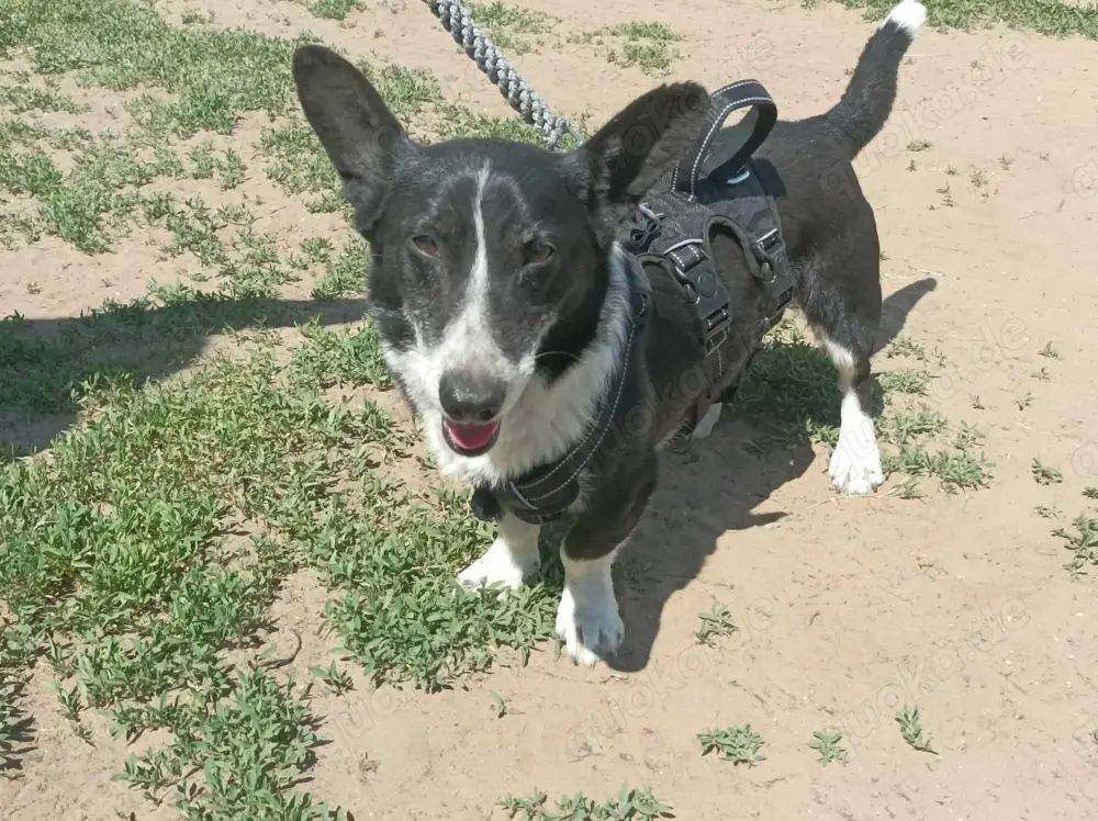 Pommi sucht ein Zuhause