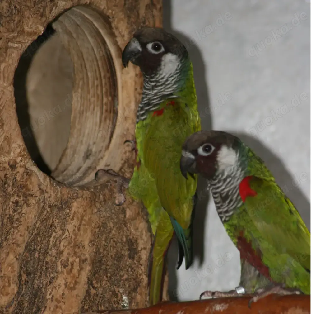 Salvadori-Weißohrsittich