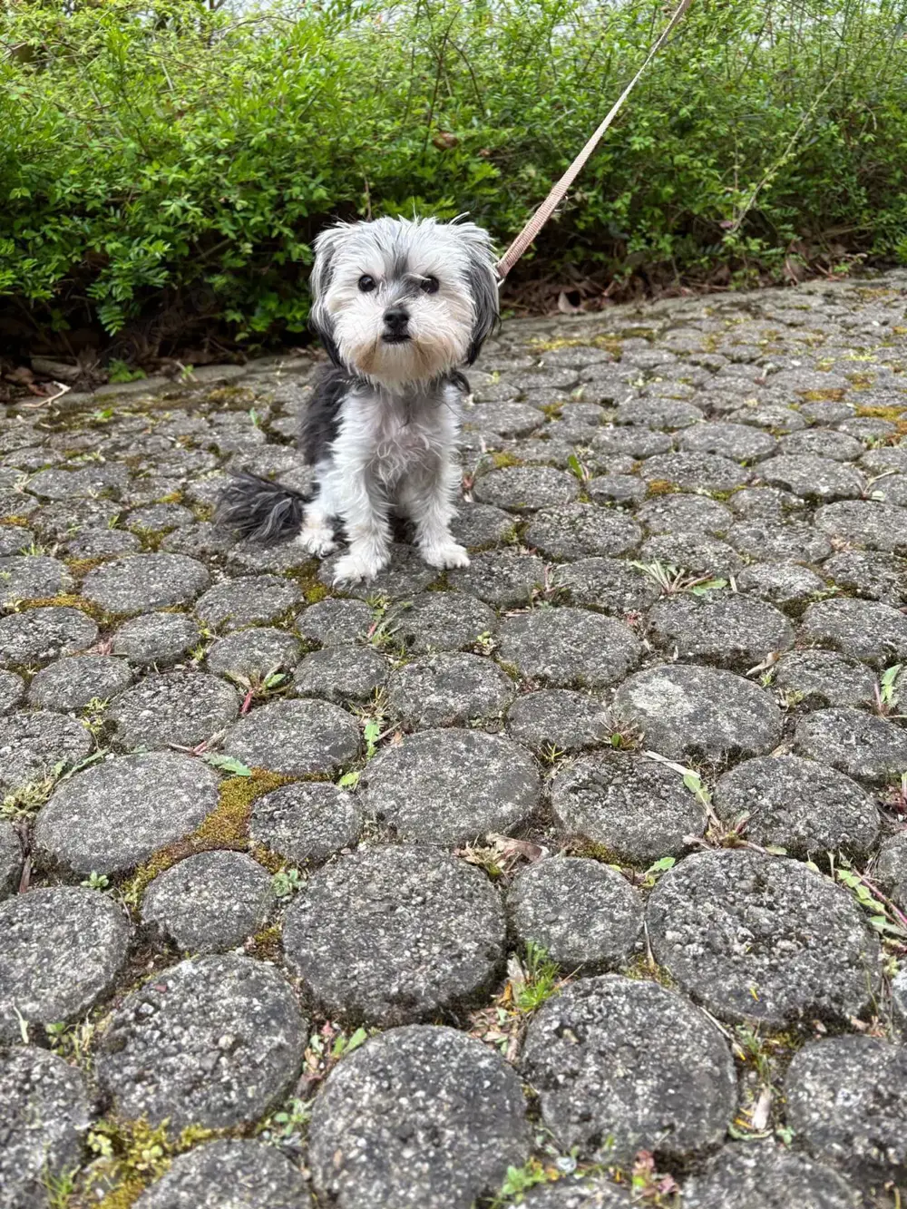 Yorkshire Terrier Welpe Yorkshire Terrier Welpe