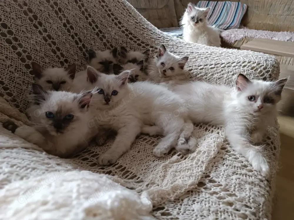 Heilige Birmababys 12 Wochen suchen liebevolles Zuhause!