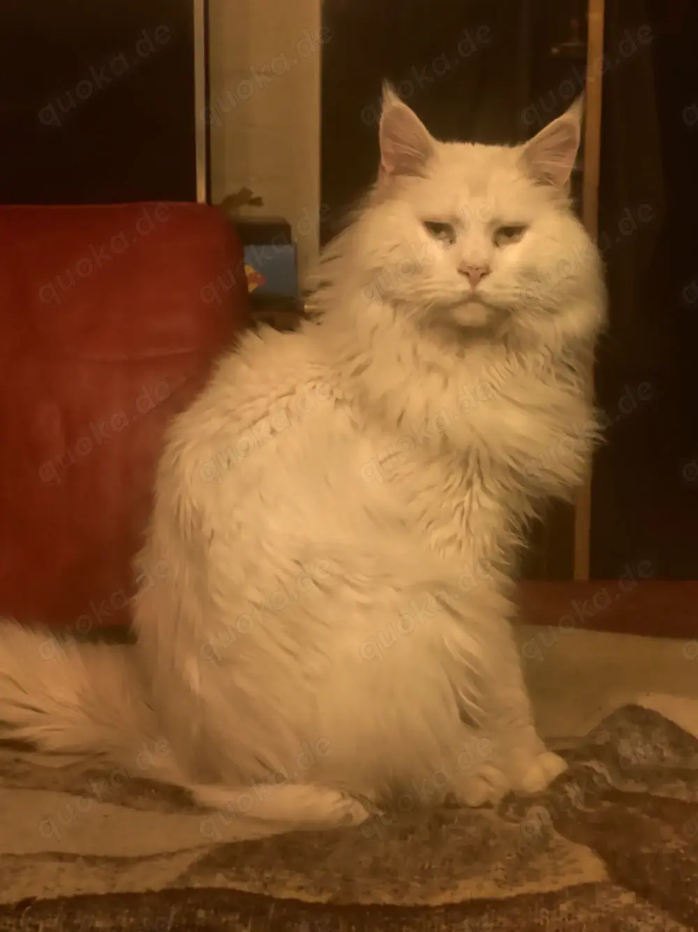 Maine Cone Türkisch Angora Mix