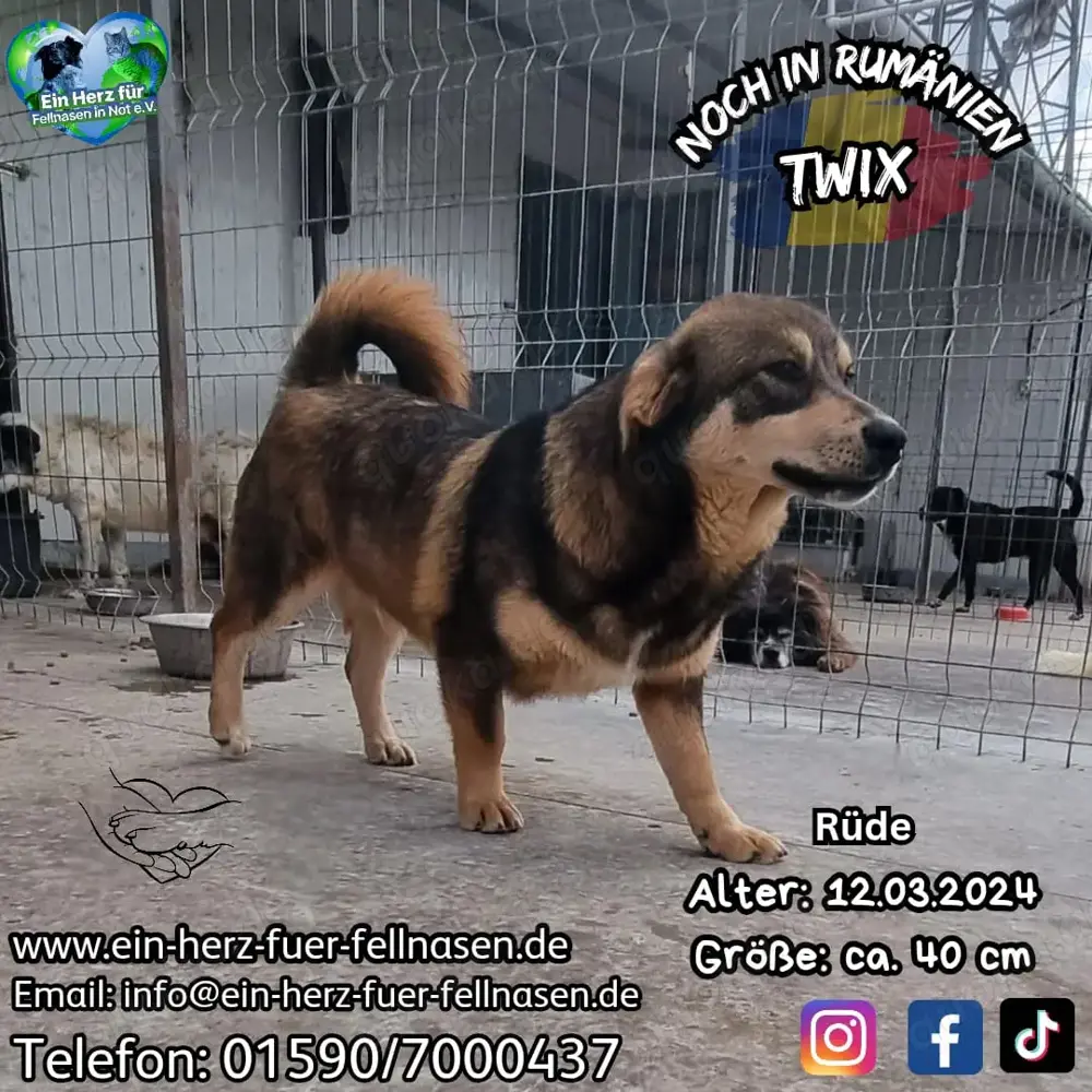 Auch Twix sucht seine Familie