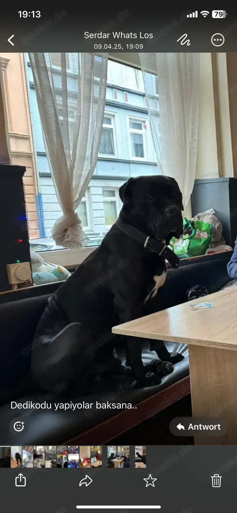 Reinrassiger Cane Corso