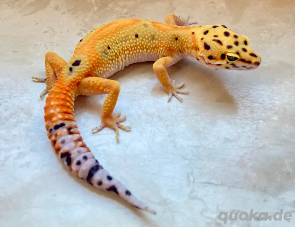 Leopardgecko Weibchen Clown p.h Raptor