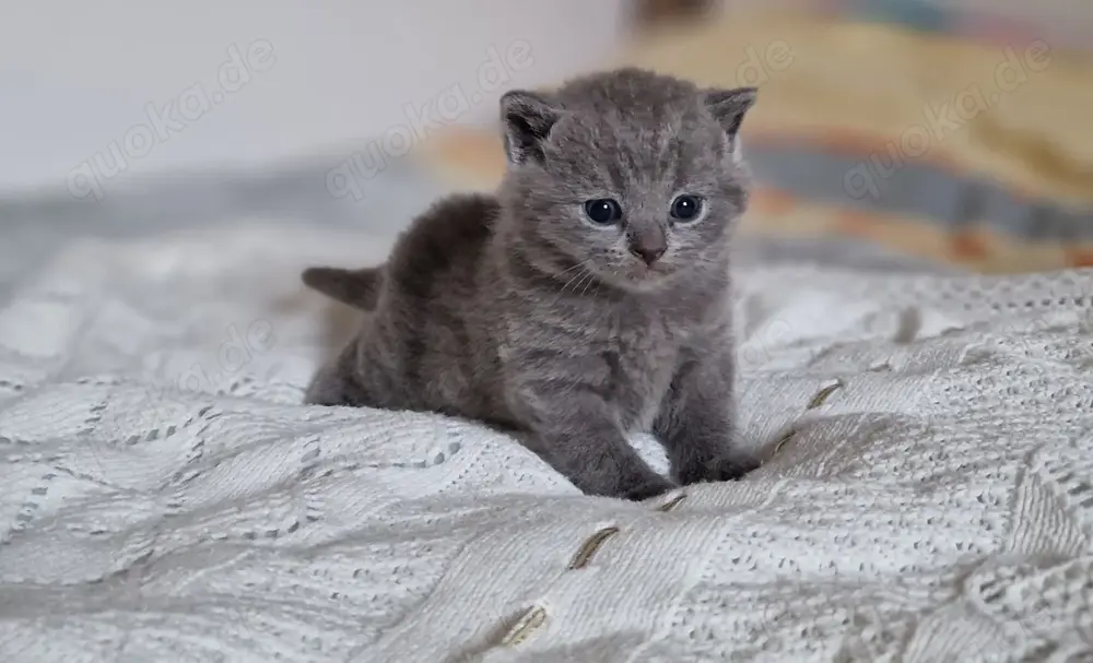 BKH Katzenbabys Jungs