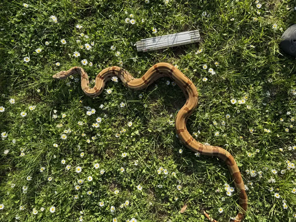 1.0 (poss. Super) Hypo th. Moonglow (het. Albino Kahl, het.Anery) 2018 1.0 (poss. Super) Hypo th. Moonglow (het. Albino Kahl, het.Anery) 2018
