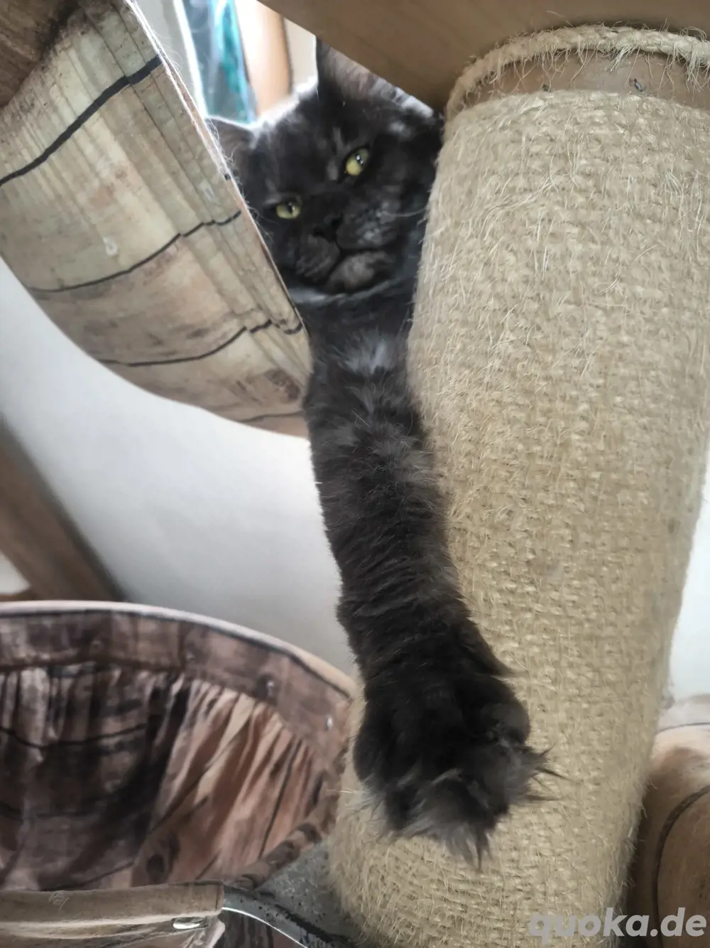 Stolzer Maine Coon Kater 