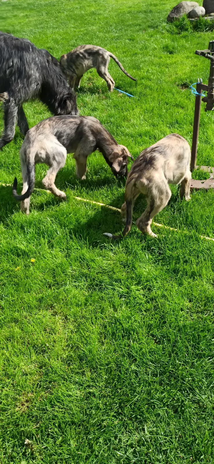 Irish Wolfshound Welpen