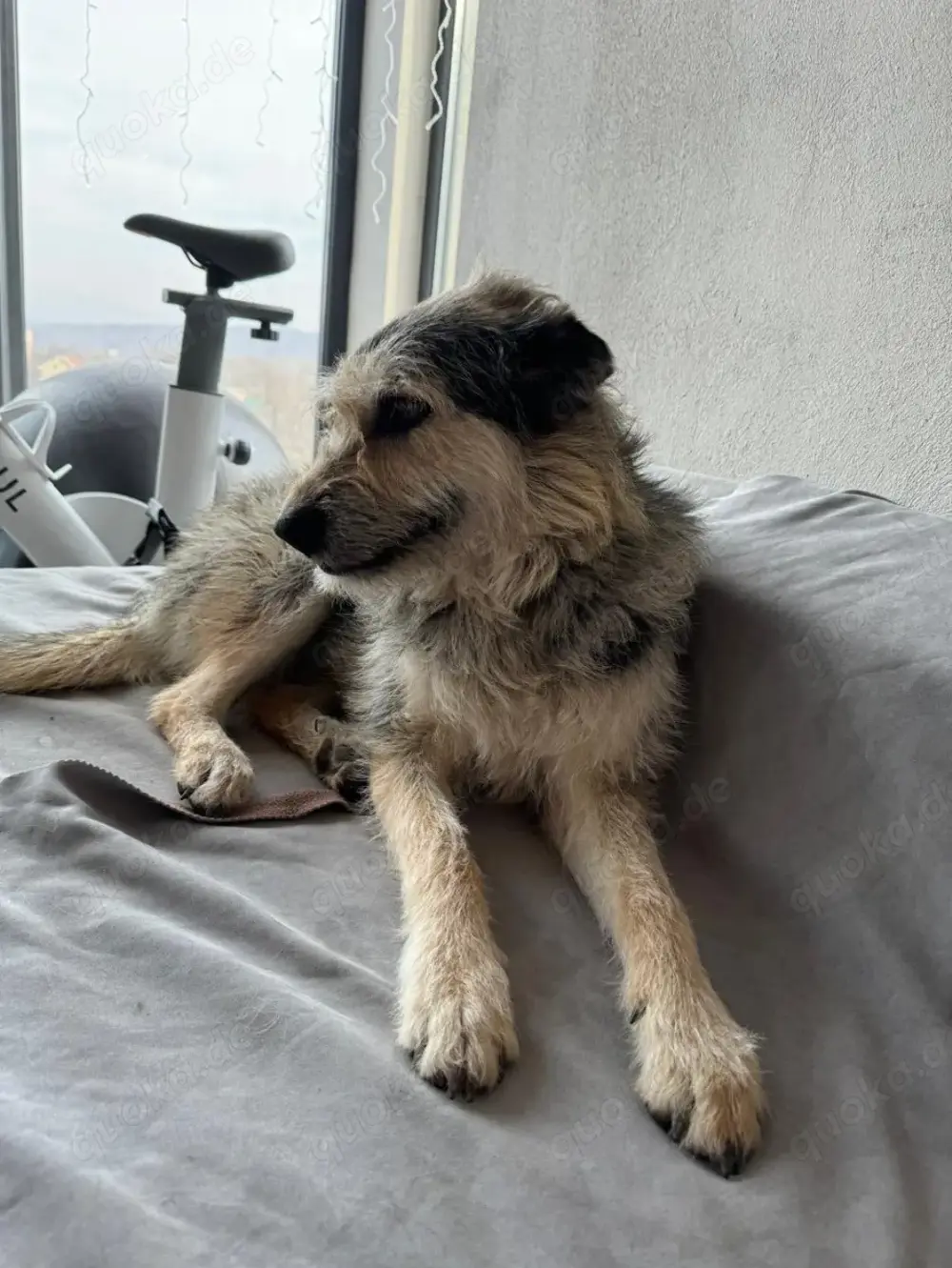 Sara, schüchternes Mädchen möchte so gerne ihre Familie finden