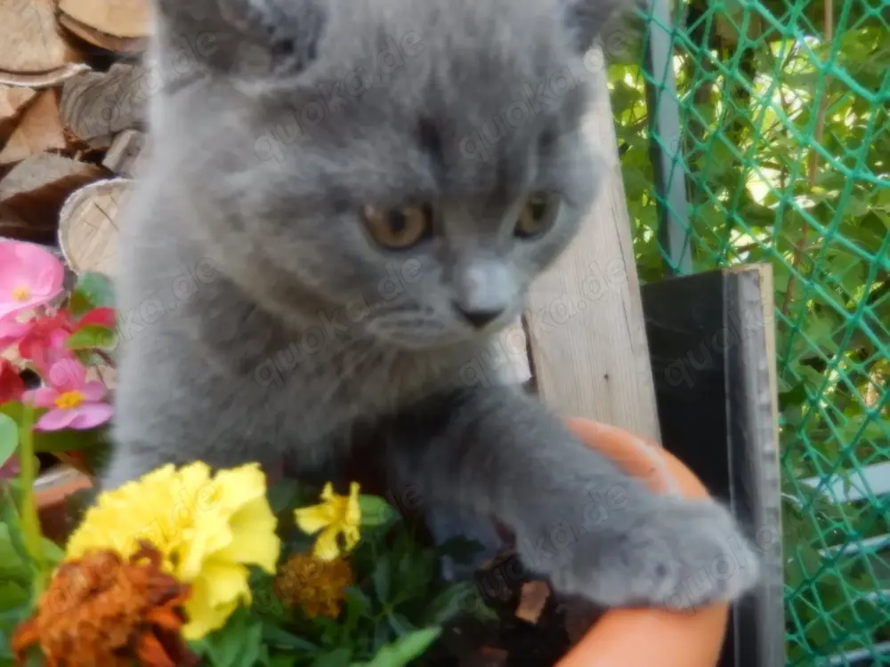 Wunderschöne BKH Kitten abzugeben . Wunderschöne BKH Kitten abzugeben .
