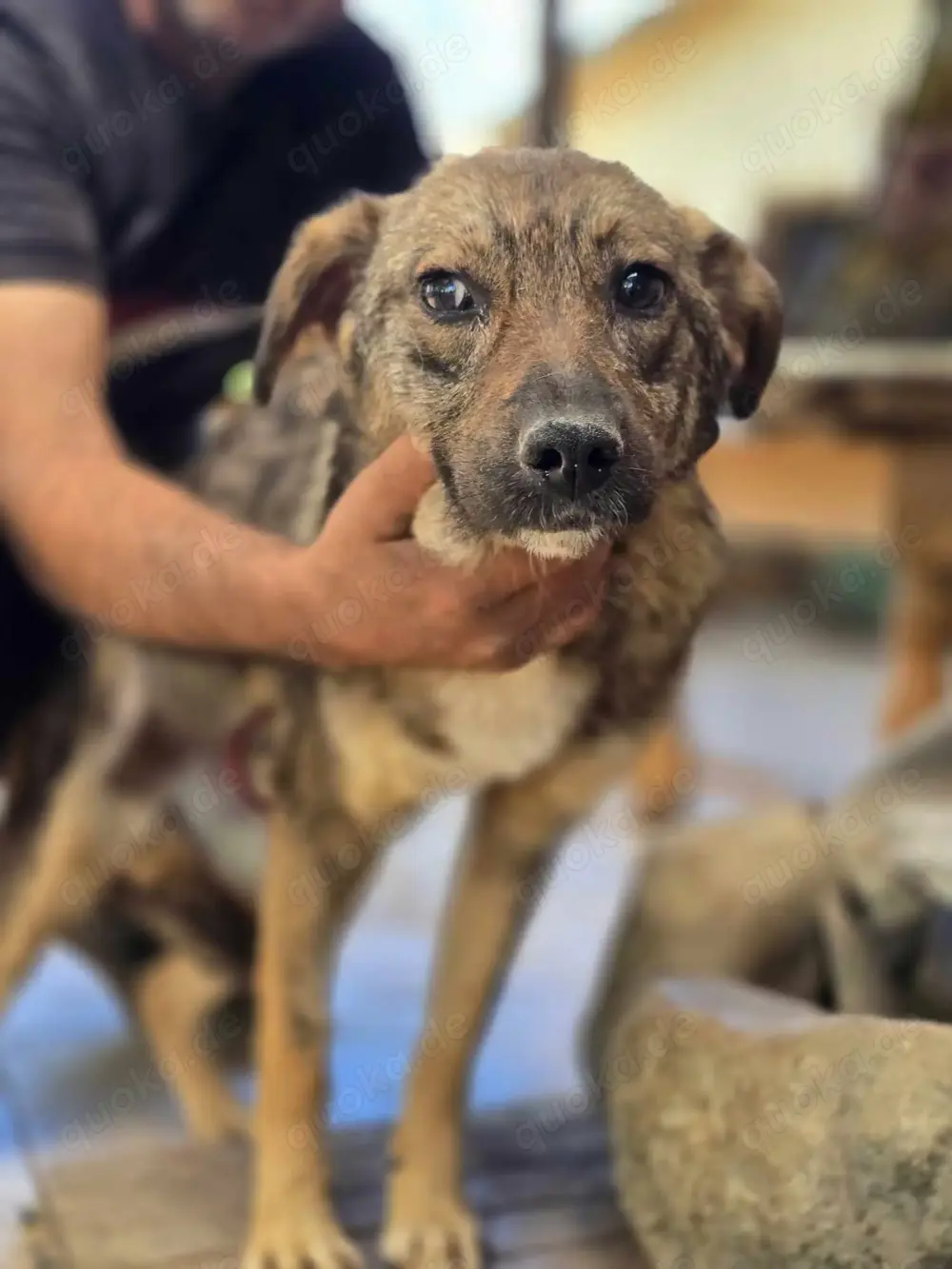 Lilli   schüchterne hübsche 1-jährige Traumhündin