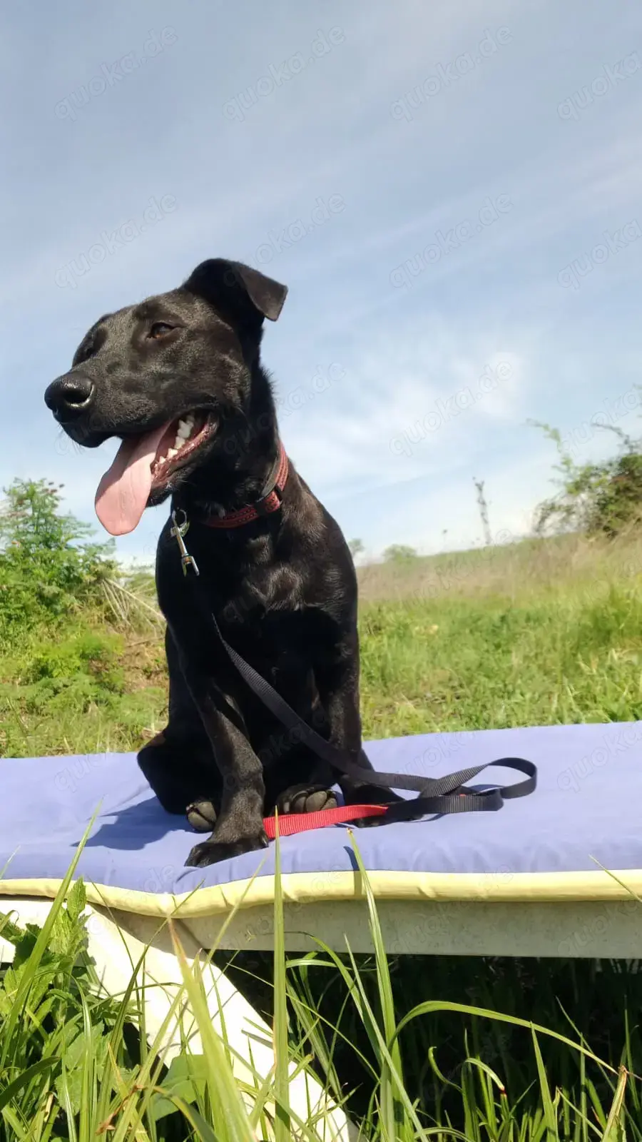 Labrador Mix sucht Zuhause Labrador Mix sucht Zuhause
