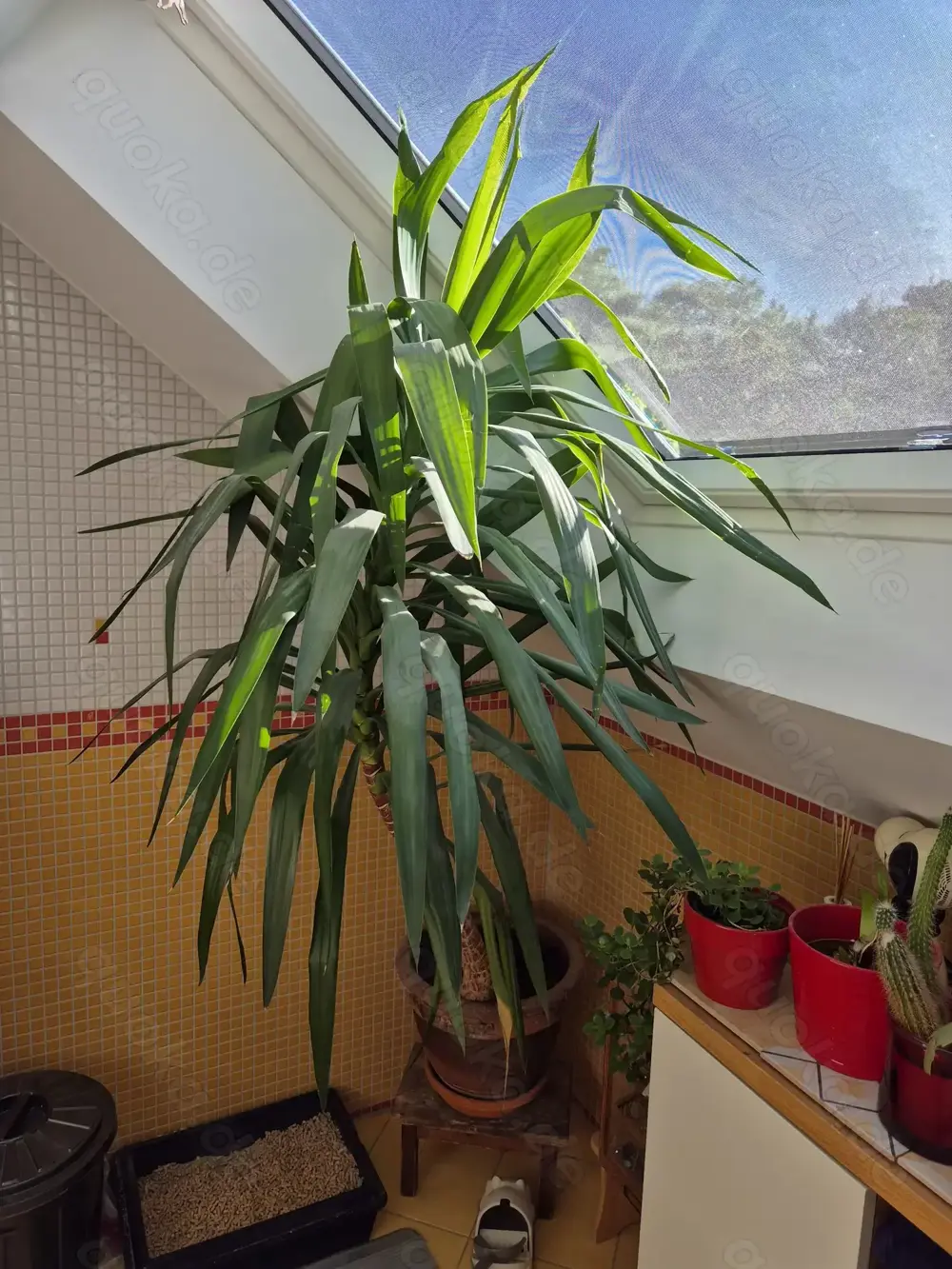 Yucca Palme 185 cm