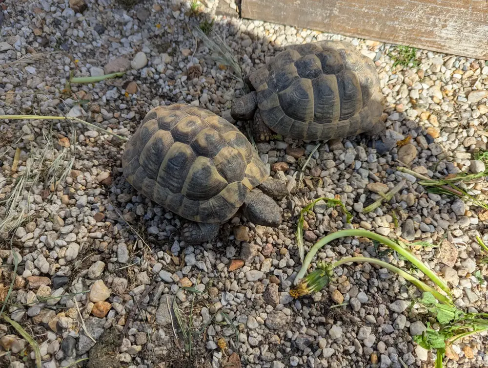 Griechische Landschildkröten von 2020