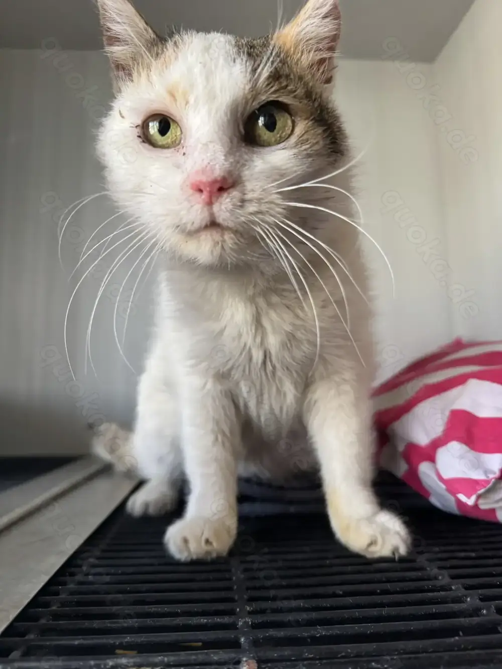 Mäusle sucht liebevolles Zuhause mit Freigang