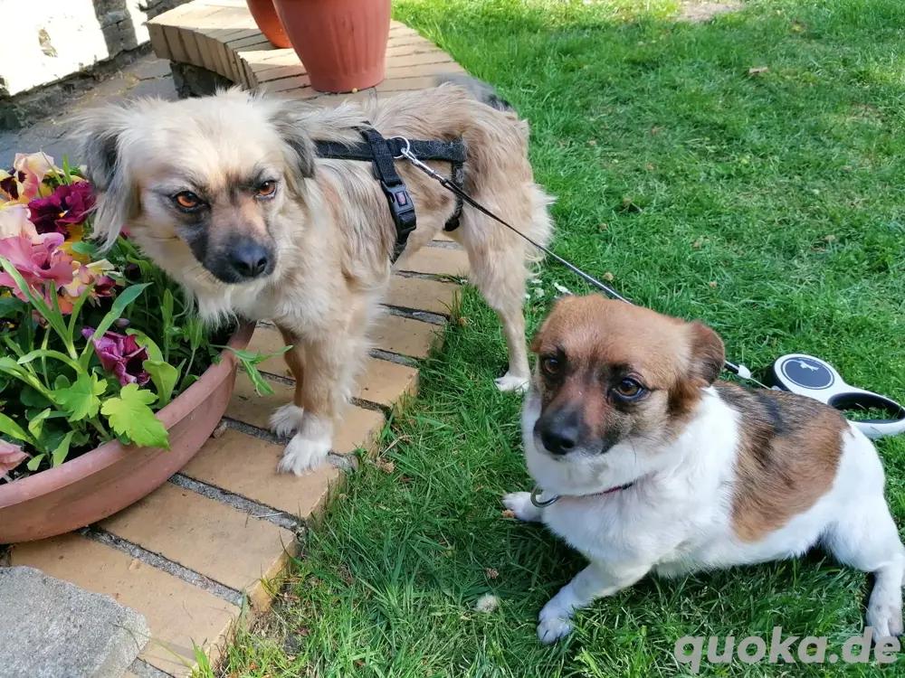 kleine Hündin Phoebe sucht ein Zuhause kleine Hündin Phoebe sucht ein Zuhause