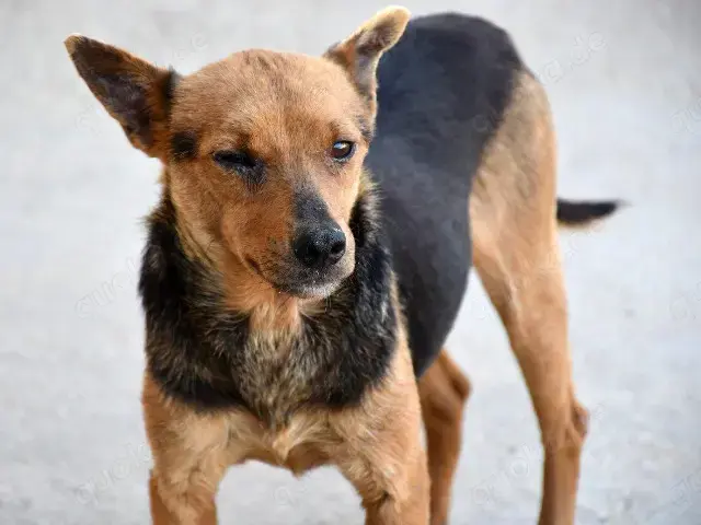 Ghiro sucht sein Zuhause