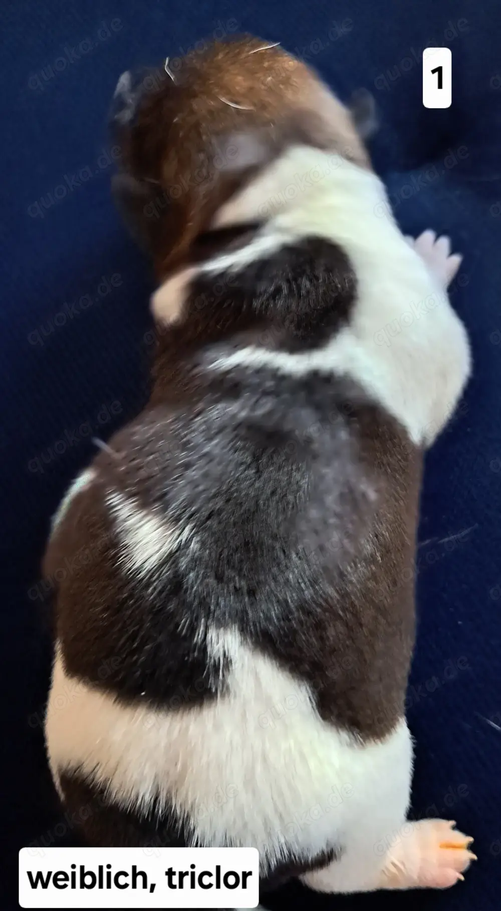 Jack-Russell-Welpen tricolor reinrassig