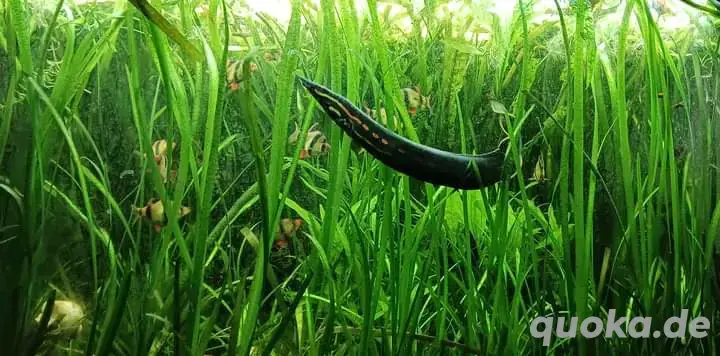 Feuerstachelaal  Feuerstachelaal