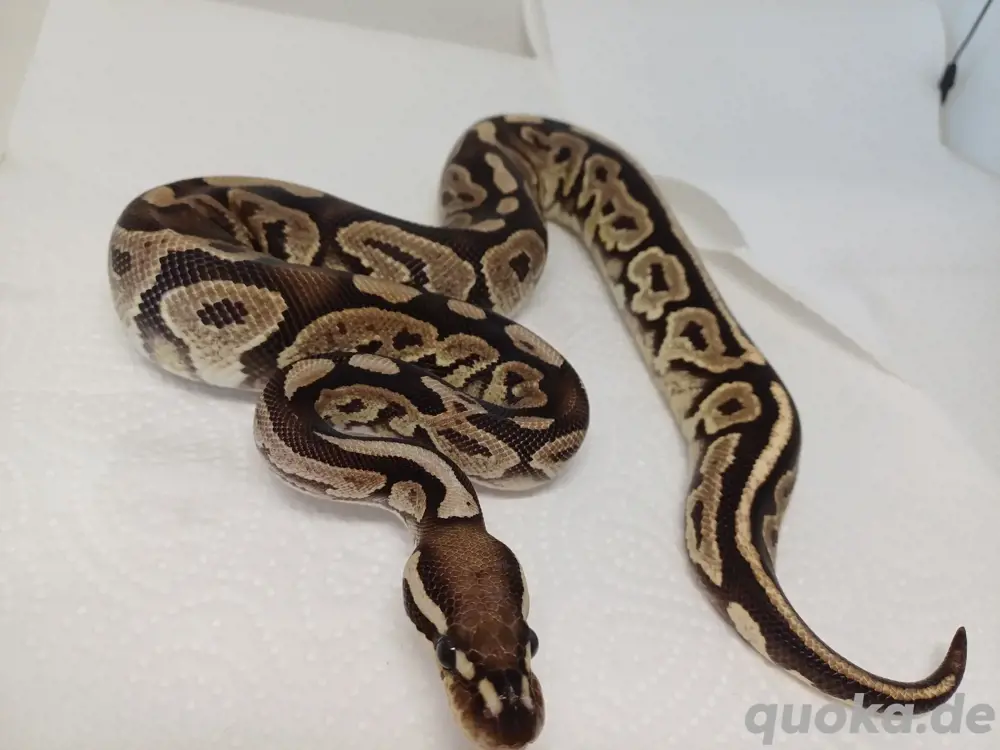 Projekt für Axanthik Vpi Desert Ghost Projekt für Axanthik Vpi Desert Ghost
