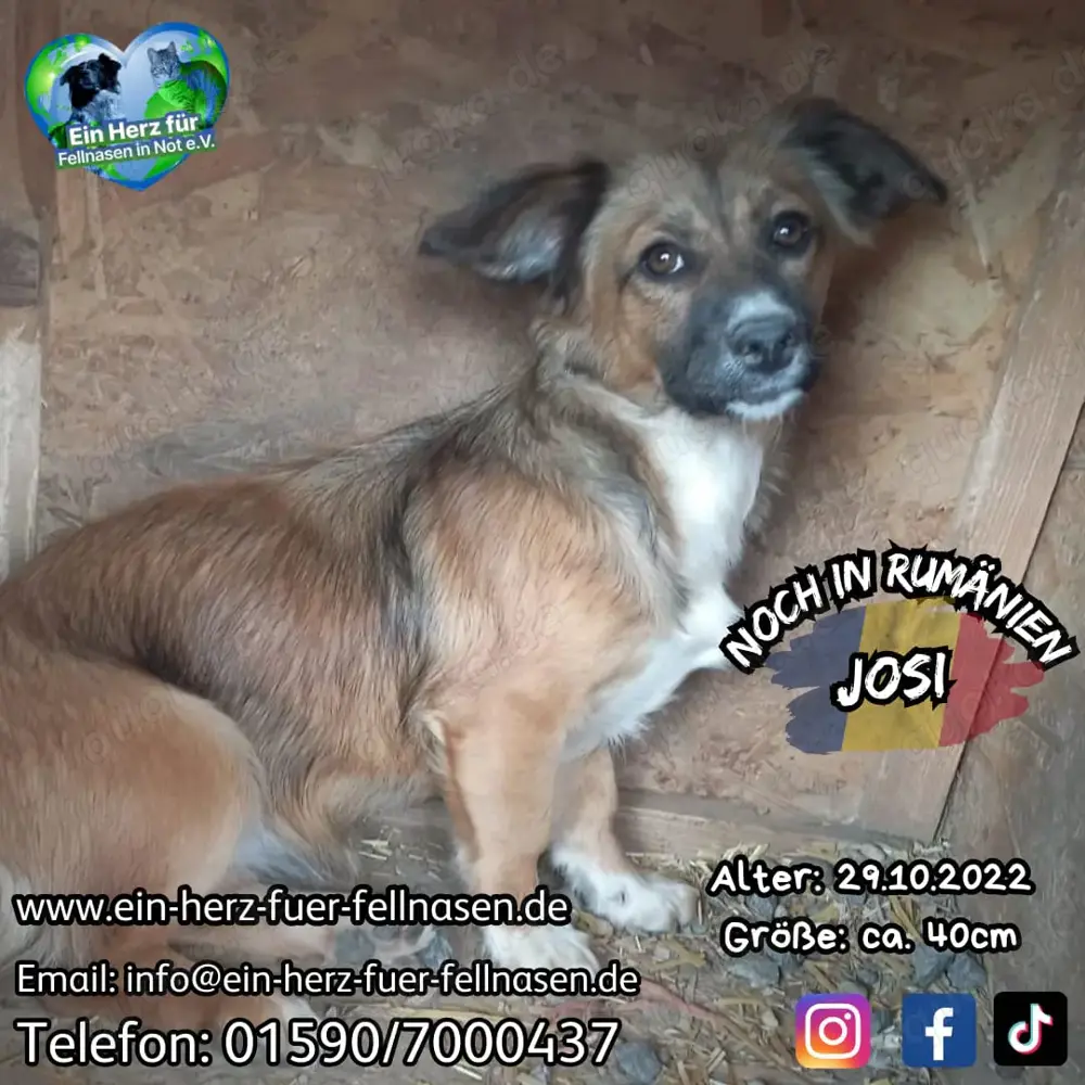 süße Josi sucht Kuschelpartner für immer