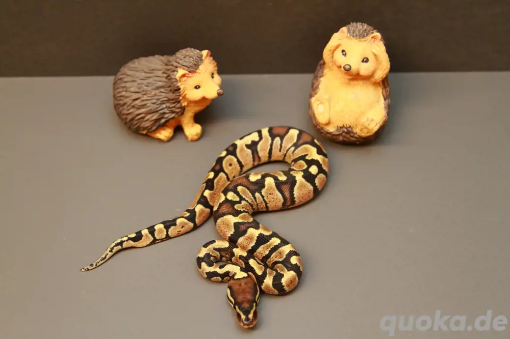 0.1 Gravel 66% ph Axanthic TSK Königspython, Python Regius  0.1 Gravel 66% ph Axanthic TSK Königspython, Python Regius