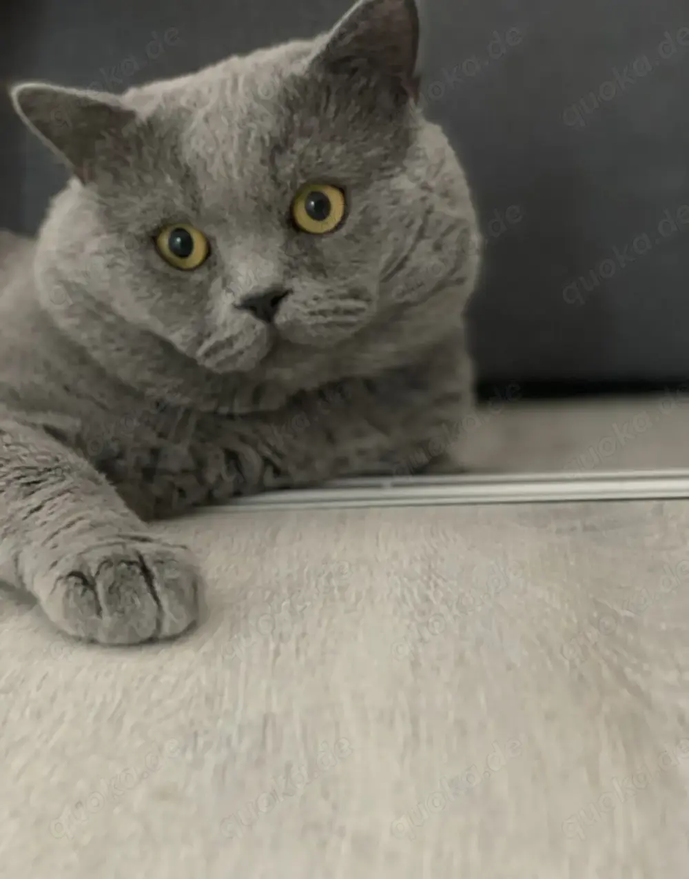 Deckkater Bkh im Blau 