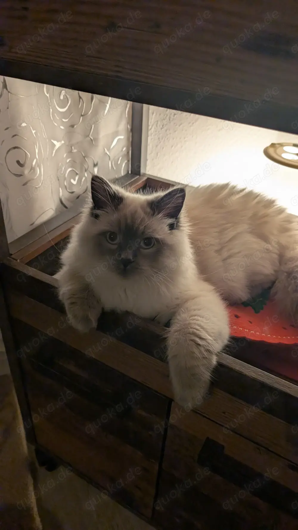 Deckkater Joey - Der Gentleman unter den Katern sucht Katzendamen mit Stil!