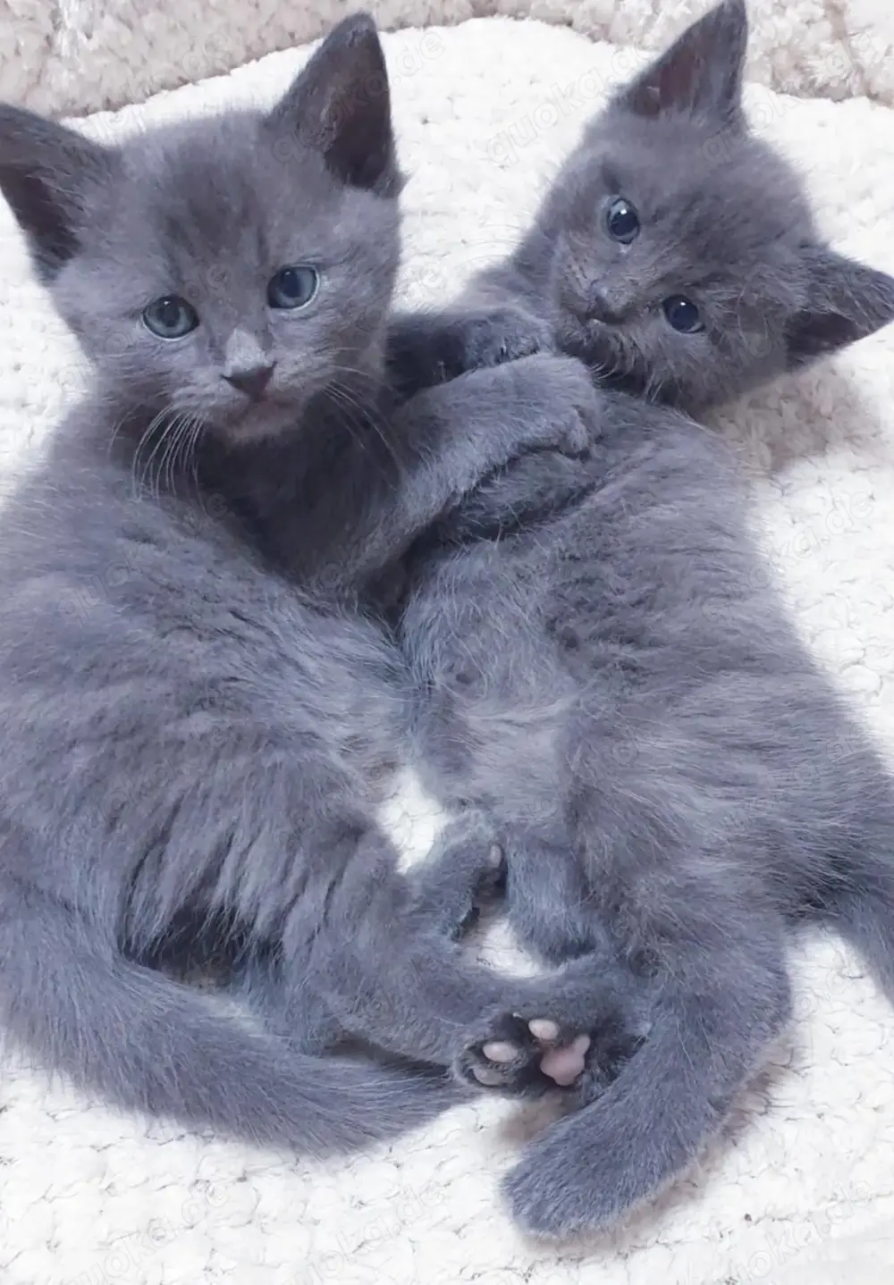 BKH mix kitten BKH mix kitten