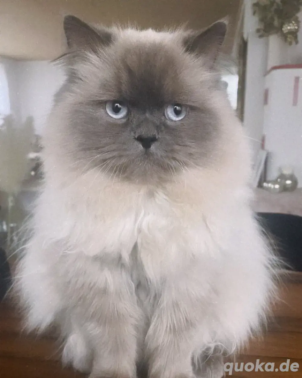 Deckkater Chinchilla Perser Blue Point