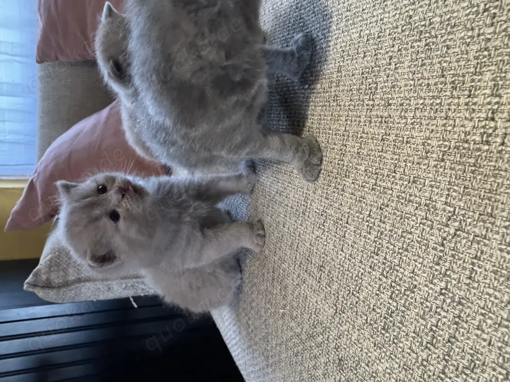 Wunderschöne Britisch Kurzhaar Babykatzen abzugeben
